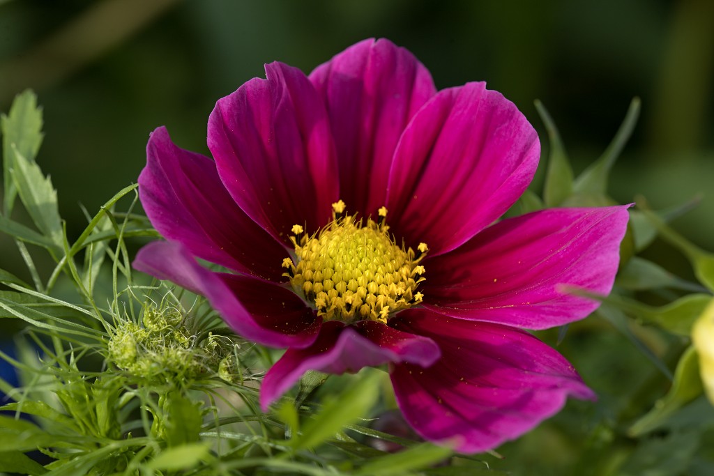 akkerranden akkerrand bloem bloemen flora hdr polder gewas landbouw biodiversiteit landschap cannabis wiet marihuana hasj hennep